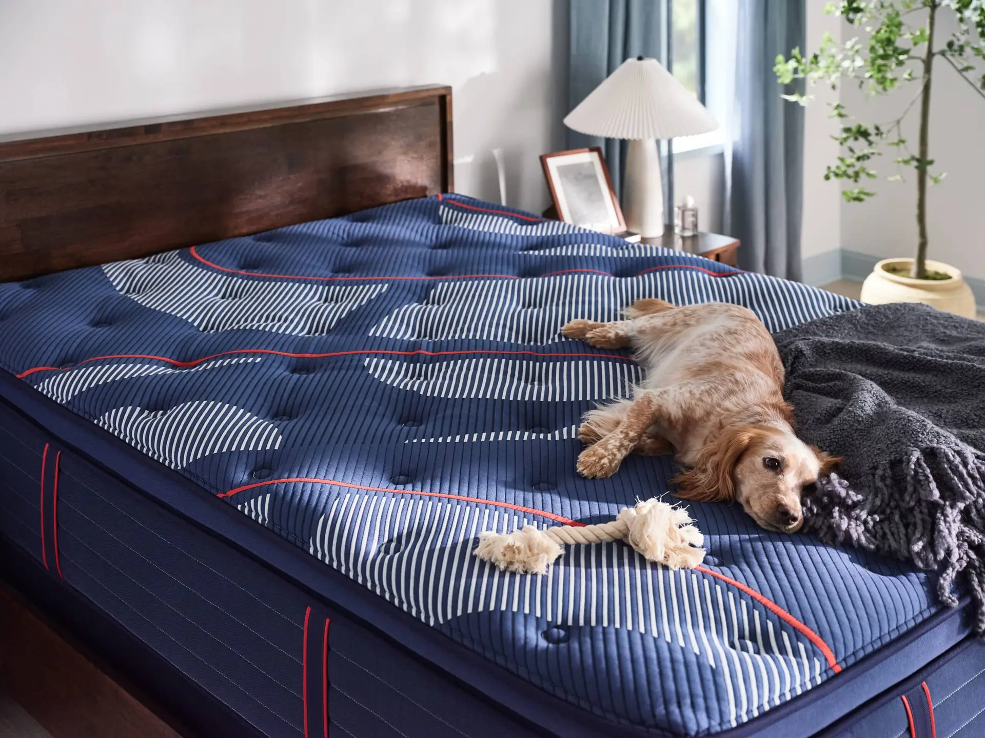 Sealy Albany Ii Medium Hybrid 3 Dog lounging on Sealy Albany II Medium Hybrid mattress with plush comfort and supportive design, featuring navy cover and decorative patterns, in a cozy bedroom setting.